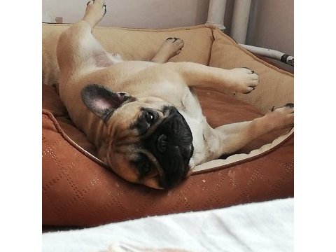 Fcı/kıf a şecere belgeli show class erkek french bulldog