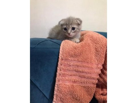 1,5 aylık kulaksız scottish fold