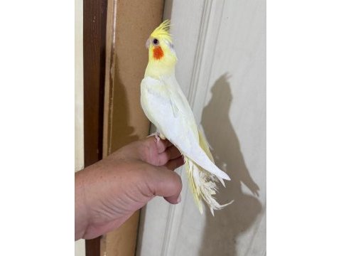 51 günlük orjinal lutino renk kusursuz sultan bebek