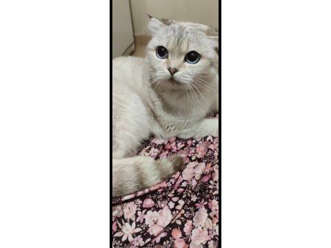 Ücretsiz 1.5 yaşında scottish straight dişi kedilerim