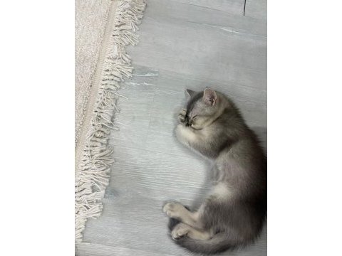 Silver tabby british shorthair yavru – uysal ve oyuncu