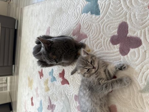 Sahiplendirilecek tatlı ve uysal akıllı kedimiz