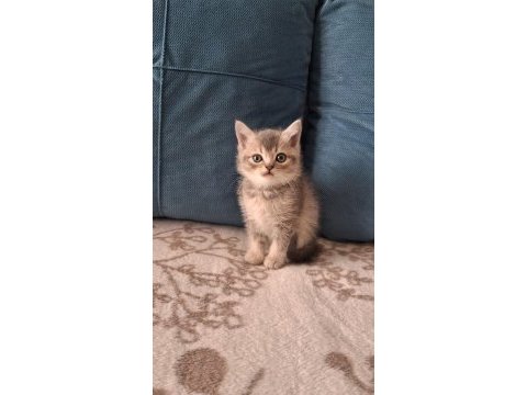 British shorthair ömürlük yuva arıyoruz!