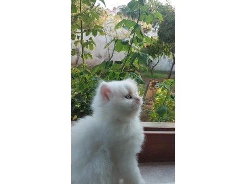 Eşsiz güzellikte erkek ve dişi british longhair yavrular