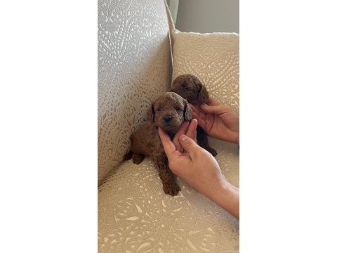 Garantili toy poodle yavrular