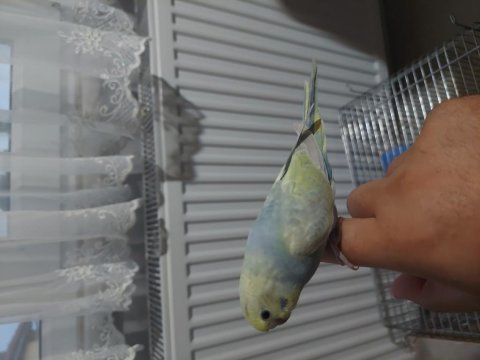 Rainbow muhabbet kuşu yavru