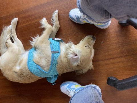 Eğitimli 1 yaşında küçük ırk köpeğimiz
