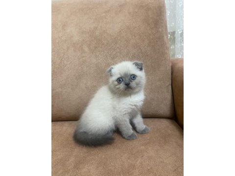 Blue point scottish fold bebekler