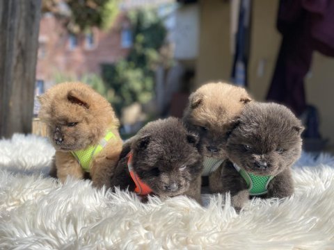 Yüksek kalite chow chow yavruları