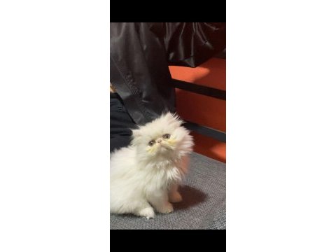 İran kedisi 4 aylık