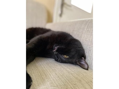 British tekir kırması erkek kedi