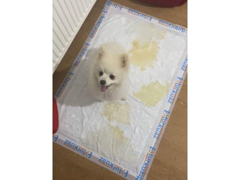 7 aylık erkek pomeranian