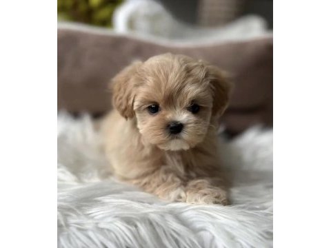 Teacup maltipoo yavrular