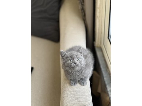 İnsan canlısı blue british shorthair yavrum