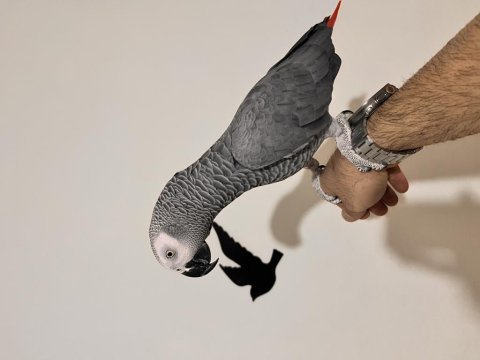 4 yaşında eğitimli konuşabilen ele gelen jako papağanı