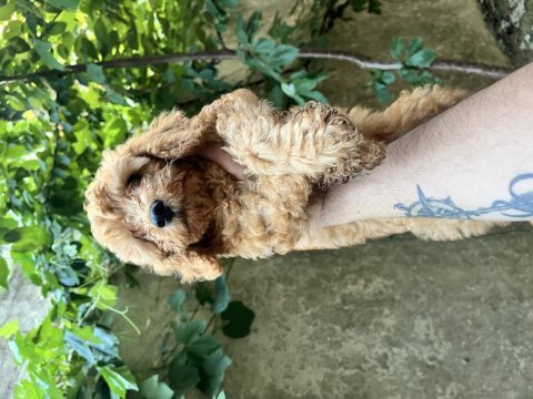 Sağlık ırk garantili poodle bebekler