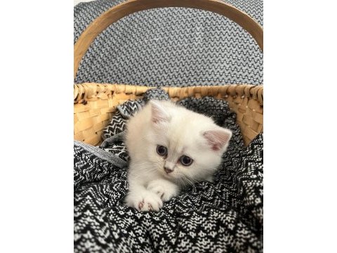 2 aylık dişi british longhair