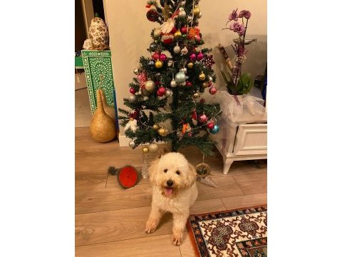 Mecburiyetten sahiplendirilecek 4 yaşında poodle