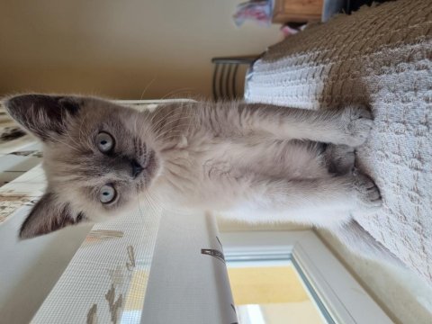 Blue point british shorthair