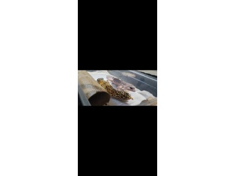 Geckolarımızı sahiplendirmek