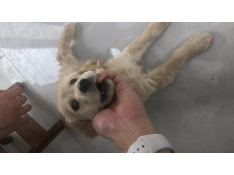 Yavru golden retriever