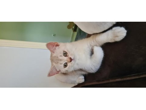 Bursa yavru british shorthair kedisi