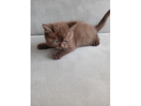 7 haftalık british shorthair