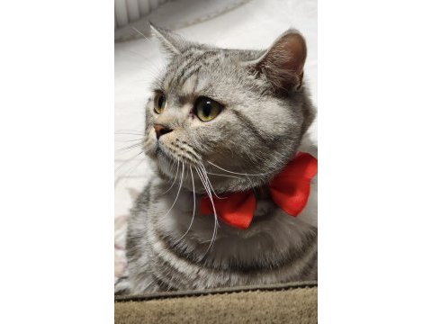 Uysal akıllı british shorthair kedimiz