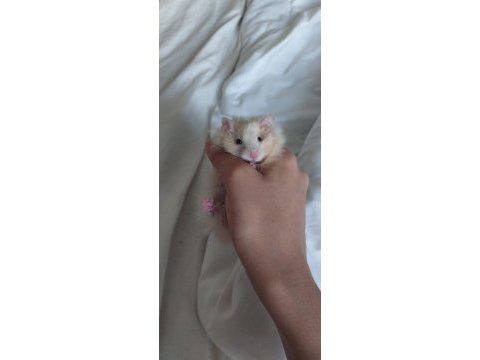 Saf teddy yavru hamster (açıklama)