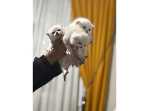 Orijinal british shorthair