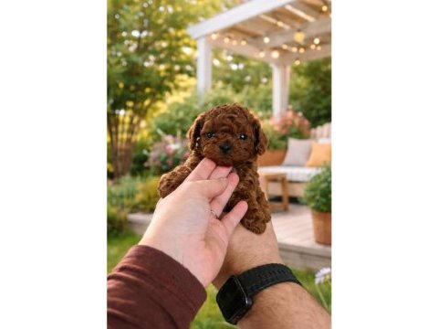 Ev doğumu toy poodle yavrularımız 2 aylık