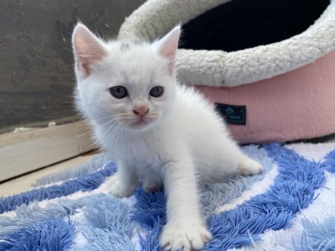 Scottish fold yavru