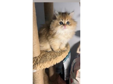 British longhair golden dişi ve erkek