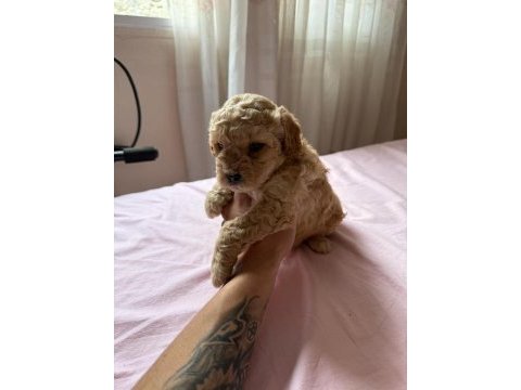 Yavru erkek maltipoo