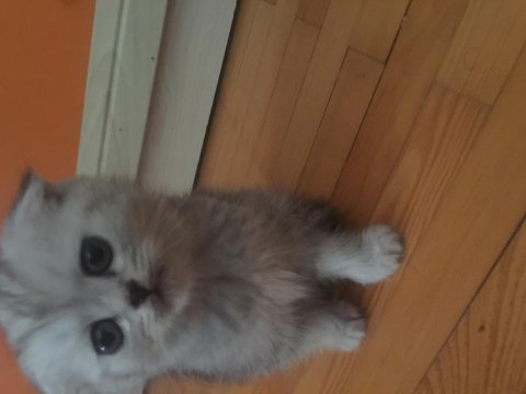 Hemen teslim british shorthair yavrularımız