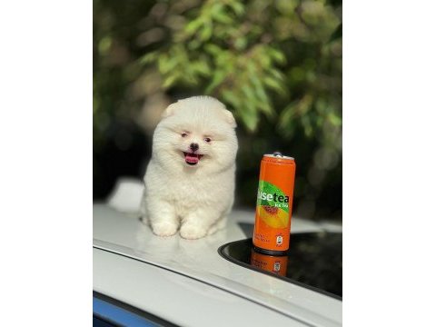 Show kalite pomeranian yavrular