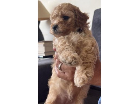 Muhteşem poodle kardeşler