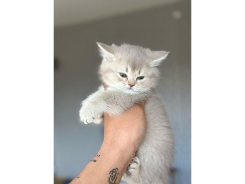 British shorthair yeni yuvasını arıyor ayı surat yavrular