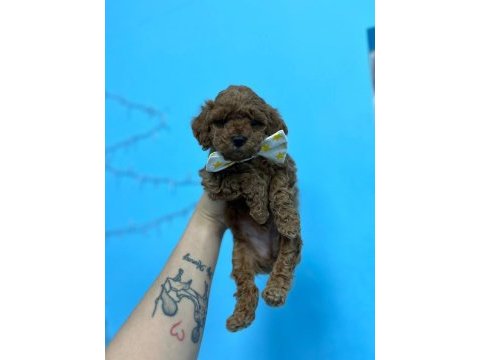 Renk kürk ve ırk garantili toy poodle bebeklerim