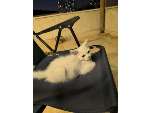 İki aylık dişi van kedisi