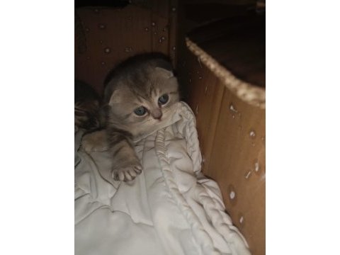 Minik scottish fold yavrularına ömürlük yuva