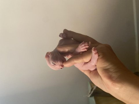 3 erkek 1 dişi sfenks kedisi