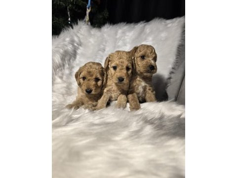 Orjinal teacup maltipoo yavrular