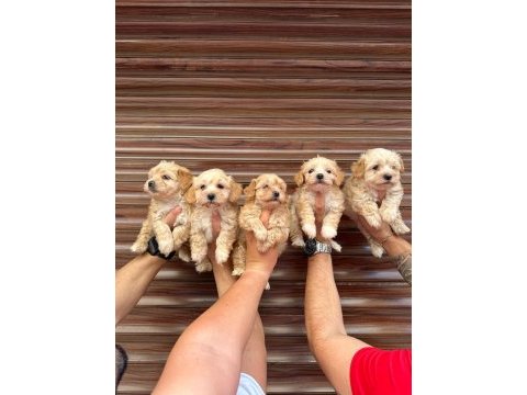 Mini mini maltipoo ev köpekleri