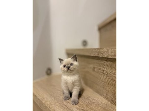Brıtısh shorthair blue point yavrularım 