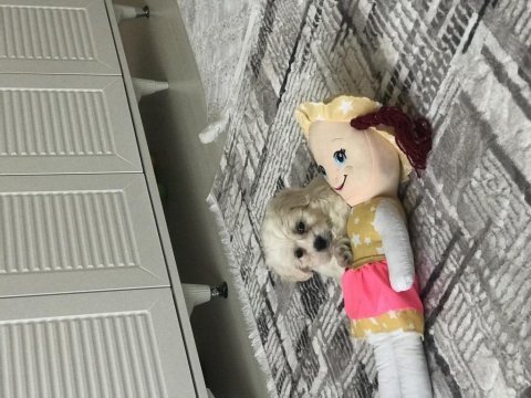 3 aylık maltese terrier yavru