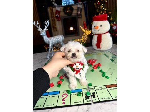 Sevimli erkek yavru köpeğimizle tanışın!