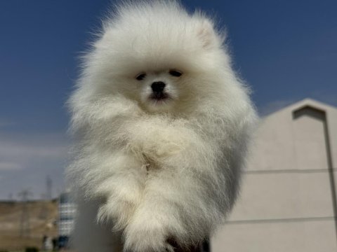 Petmode köpek çiftliğinde ziyarete açık pomeranian