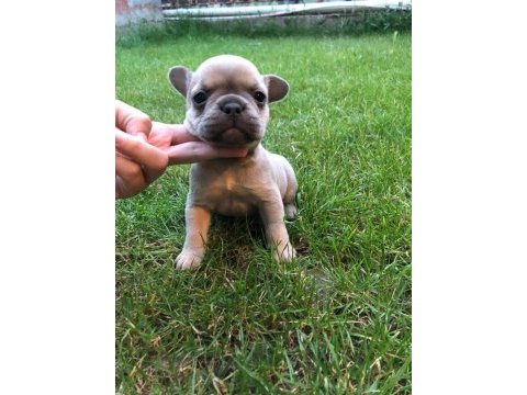 French bulldog yavrumuz yeni ailesini arıyor
