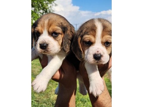 Mini boy elizabeth beagle bebekler
